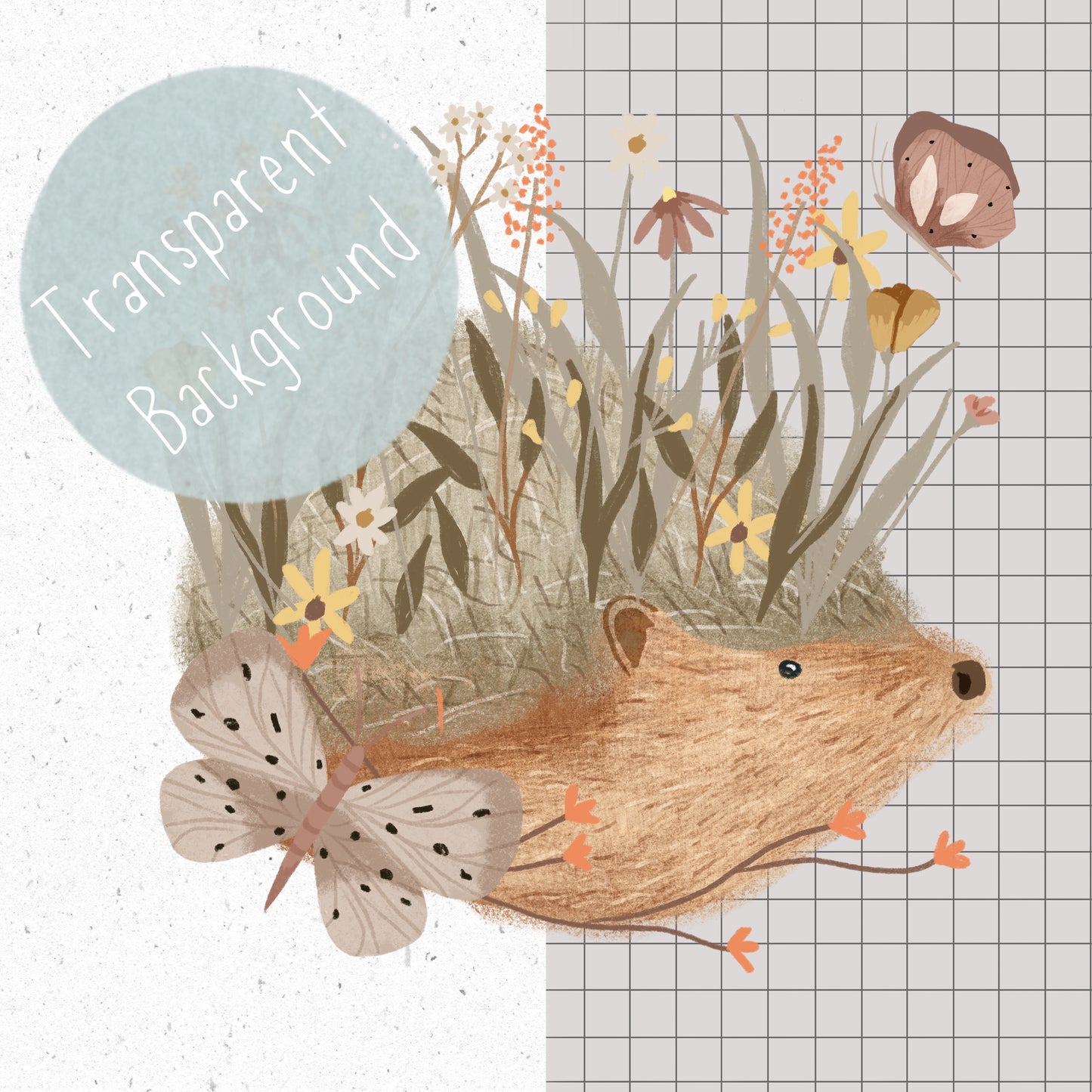 Cute Hedgehog PNG