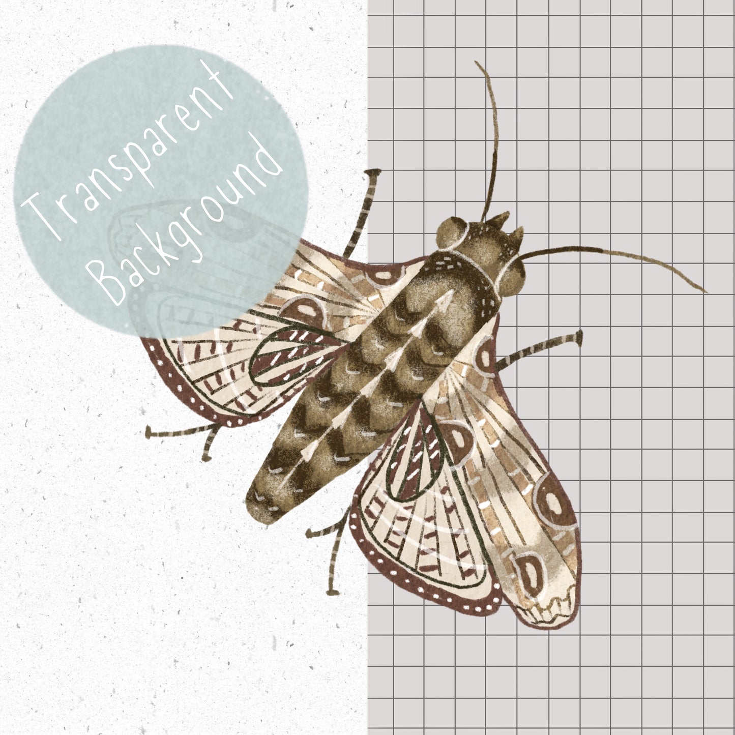 Insect Hunt PNG Set